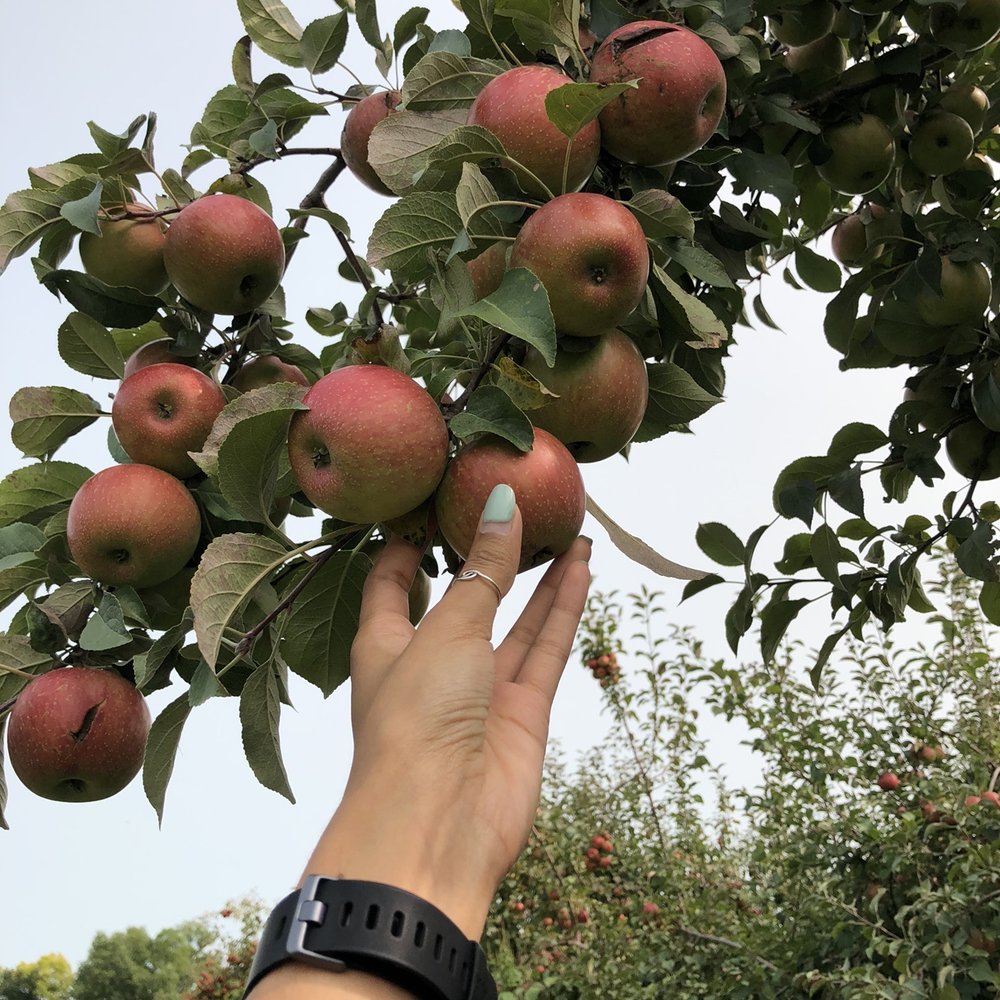 Minnesota Harvest Apple Orchard - Pick Your Own Farms Near Me - Jordan, Minnesota