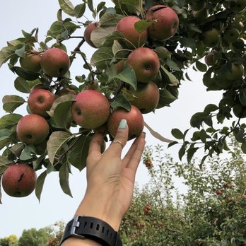 Minnesota Harvest Apple Orchard - Pick Your Own Farms Near Me - Jordan, Minnesota