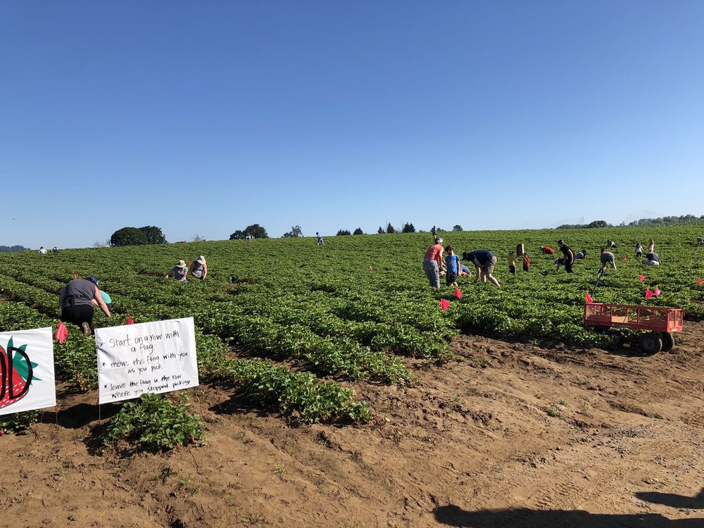 SAUVIE ISLAND FARMS 155 Photos & 74 Reviews 19818 NW Sauvie Island