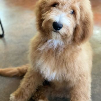 Barking Blessings - Pet Breeders Near Me Barking Blessings - Pet Breeders Near Me