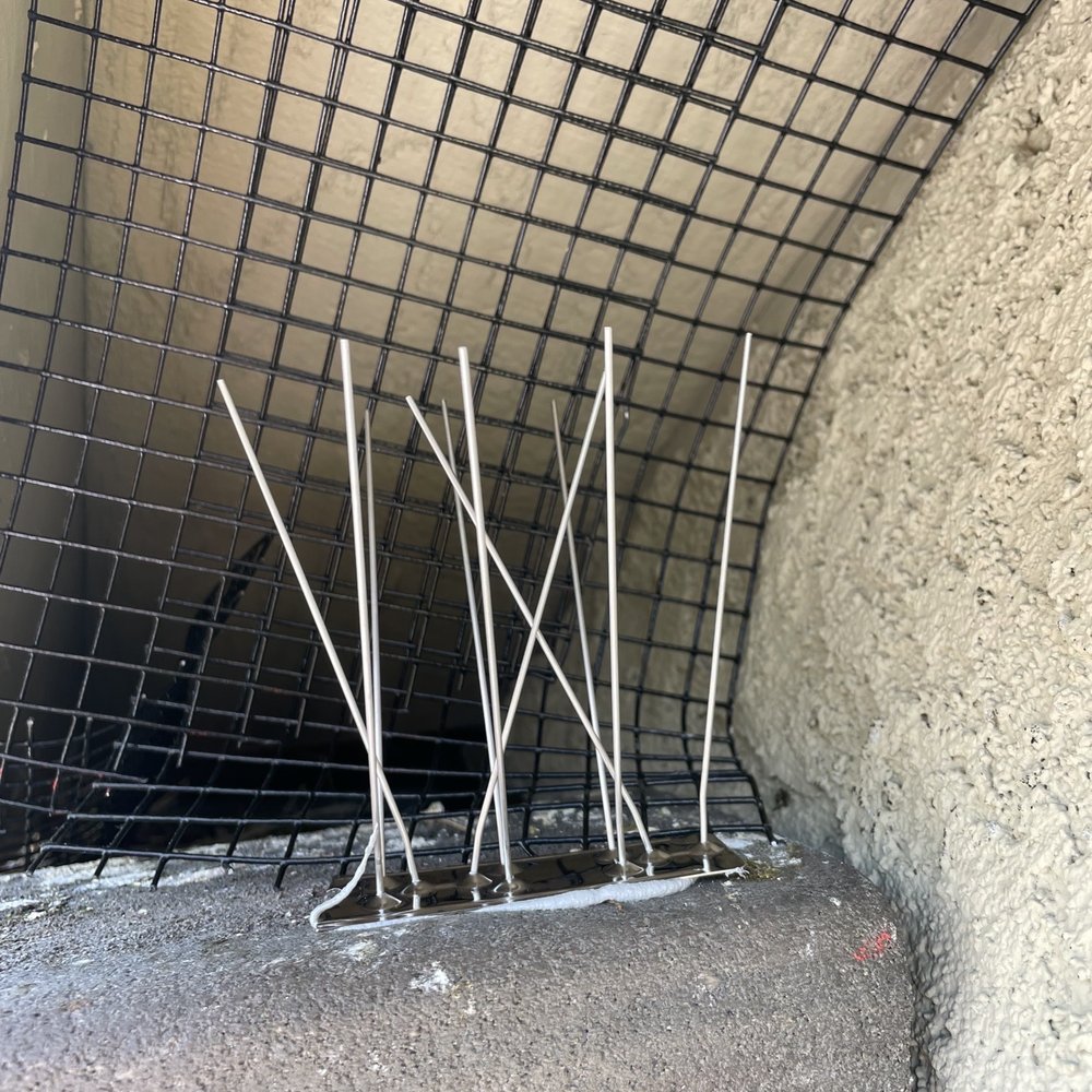 Lukas Pigeon Removal & Gutter Cleaning - Wire mesh and spikes to prevent those pigeons from posting and nesting!' - Gutter Services Near Me Lukas Pigeon Removal & Gutter Cleaning - Wire mesh and spikes to prevent those pigeons from posting and nesting!' - Gutter Services Near Me