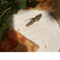 Tutta Bella Neapolitan Pizzeria - University Village - There was a WHOLE CRICKET IN MY MEAL MY Margherita Pizza