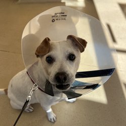 Friendship Hospital For Animals - Surgery and after care was hard.  It's hard to sleep or eat while wearing a cone.