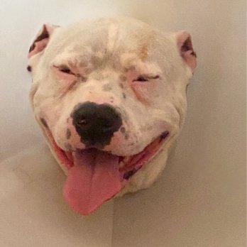 Mar Animal Hospital - ODIN - Veterinarians Near Me - Hemet, California Mar Animal Hospital - ODIN - Veterinarians Near Me - Hemet, California