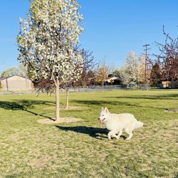 Baxter's Dog Park - Timber enjoying the morning @ Baxter's