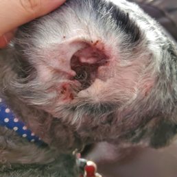 This is the inside of my dogs right ear