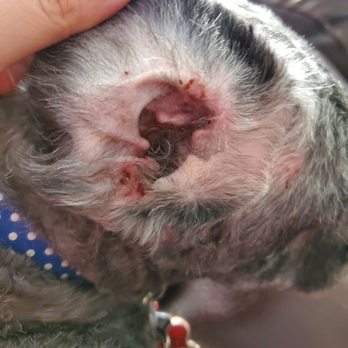 All About Dogs - This is the inside of my dogs right ear - Pet Groomers Near Me - Taylorsville, Utah