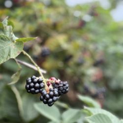 Von Thun's Country Farm Market