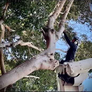 Waikoloa Tree Services - Tree Services Near Me Waikoloa Tree Services - Tree Services Near Me