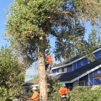 A & J Tree Service - Tree Services Near Me - Pomona, California A & J Tree Service - Tree Services Near Me - Pomona, California