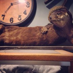 Belgiumtown Bar & Restaurant - Such a provocative otter "Oh My!"