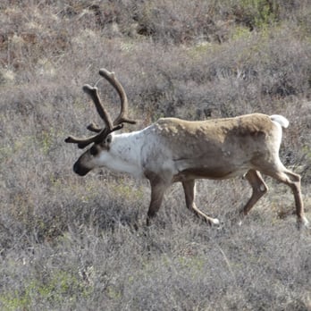 Denali National Park - Caribou...or maybe Elk...possibly even Reindeer! - Hiking Near Me - Mckinley Park, Alaska
