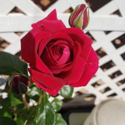 Guerrero Rose Farm Nursery - Chrysler Imperial Rose