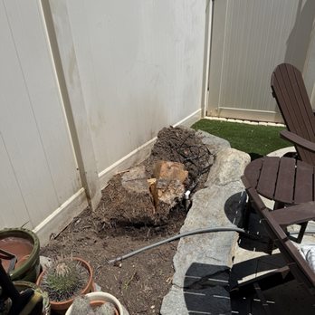 Orange County Tree Services - Before - Tree Services Near Me Orange County Tree Services - Before - Tree Services Near Me