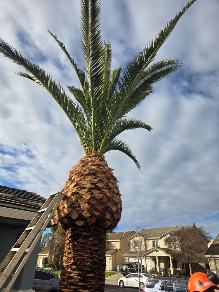 DONIS TREE SERVICES - Updated March 2025 - 76 Photos & 41 Reviews - Rio ...