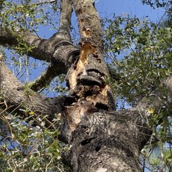 King Essential Yard Services - Dead tree