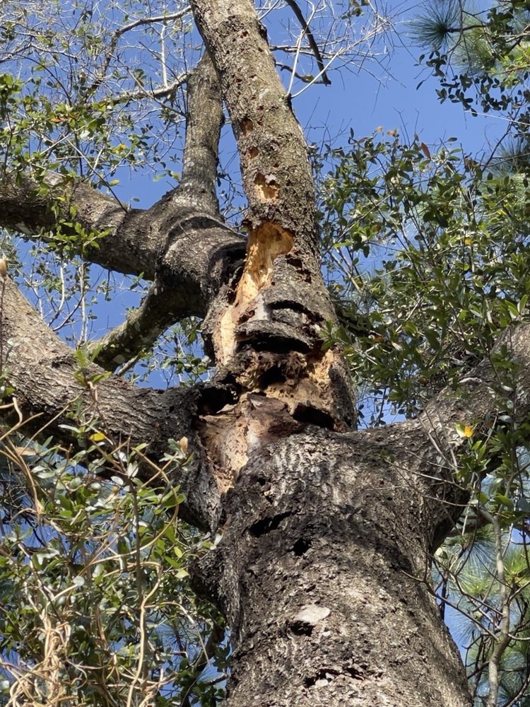 King Essential Yard Services - tree service in Altamonte Springs, FL