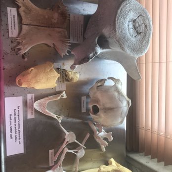 Matagora Bay Welcome Center - Skeletons and quite interesting collection of local critters. I liked the solo vertebrae of the whale. - Parks Near Me - Matagorda, Texas Matagora Bay Welcome Center - Skeletons and quite interesting collection of local critters. I liked the solo vertebrae of the whale. - Parks Near Me - Matagorda, Texas