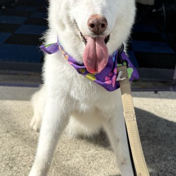 Pet’s Friend Mobile Grooming - Pet Groomers Near Me Pet’s Friend Mobile Grooming - Pet Groomers Near Me
