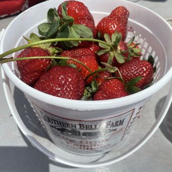 Southern Belle Farm - Sweet strawberries U-Pick - Pick Your Own Farms Near Me - McDonough, Georgia Southern Belle Farm - Sweet strawberries U-Pick - Pick Your Own Farms Near Me - McDonough, Georgia