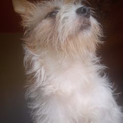 Pampered Pooches - Before groom
