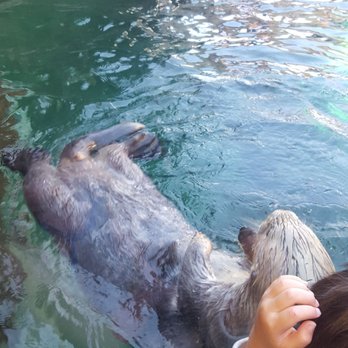 Seattle Aquarium - Otter feeding - Aquariums Near Me - Seattle, Washington Seattle Aquarium - Otter feeding - Aquariums Near Me - Seattle, Washington