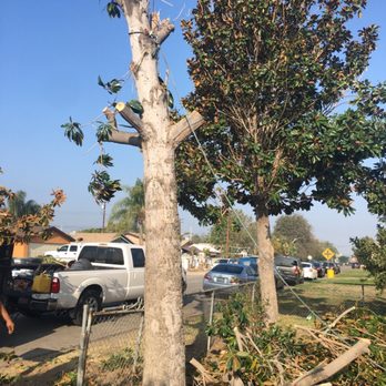 Your Tree Solutions - Job started! - Tree Services Near Me
