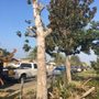 Photo of Your Tree Solutions