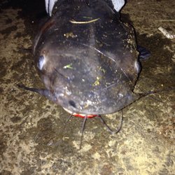 Bob Moates Sports Shop - Landed a 15lb+ catfish.  My bait you ask?  Sliced Salami rubbed with Maxwell House instant coffee and cheese.