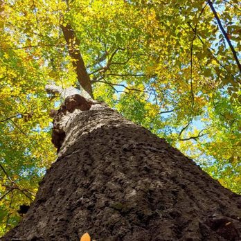 Overton Park - Parks Near Me - Memphis, Tennessee