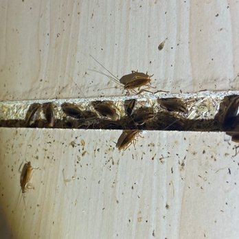 VenPro Pest Solutions - Roach hangout in your Kitchen sink cabinet        VenPro Pest has experts ready to help  (312)722-2451 - Pest Control Near Me - Chicago, Illinois