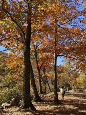 Bear Mountain by null