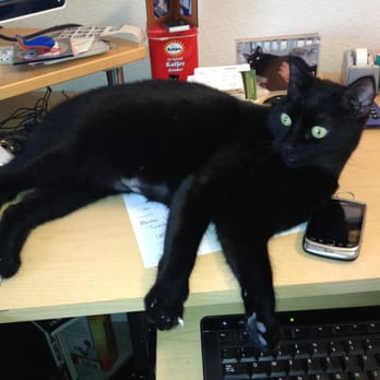 Peninsula Humane Society & SPCA - Nima - Animal Shelters Near Me - Burlingame, California Peninsula Humane Society & SPCA - Nima - Animal Shelters Near Me - Burlingame, California