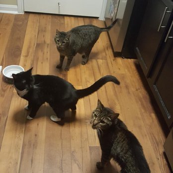 Animal House Pet Sitting - Happy cats! - Pet Sitting Near Me - Birmingham, Alabama Animal House Pet Sitting - Happy cats! - Pet Sitting Near Me - Birmingham, Alabama