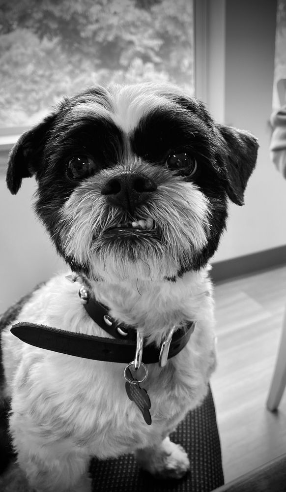 TRANSIT ANIMAL HOSPITAL Updated September 2024 19 Photos & 14