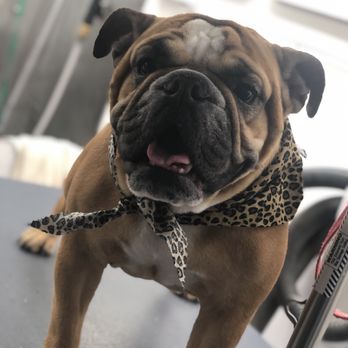 Cradled Pups - Pet Groomers Near Me