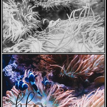 Shedd Aquarium - Aquariums Near Me - Chicago, Illinois