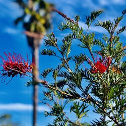 Terra Bella Nursery - Blue skies overhead