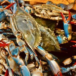 Millbrae Farmers' Market - Blue Crabs