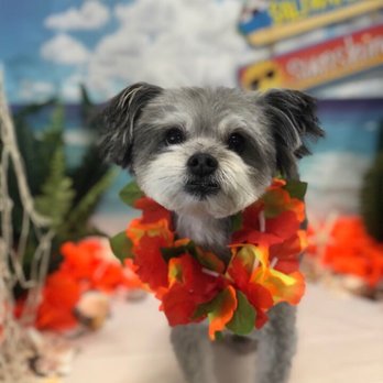 Spoiled Pup - Pet Groomers Near Me - Las Vegas, Nevada Spoiled Pup - Pet Groomers Near Me - Las Vegas, Nevada