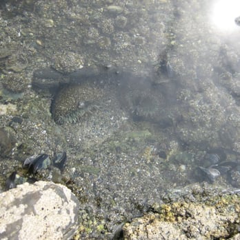 Victoria Beach - tide pool with sea anemones - Beaches Near Me - Laguna Beach, California
