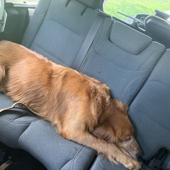K9 Department - Luke tired after training - Pet Training Near Me - Bushnell , Florida