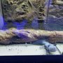 Photo of Rift 2 Reef Aquatics