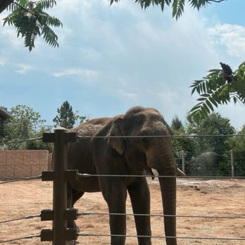 Denver Zoo - Elephant - Zoos Near Me - Denver, Colorado