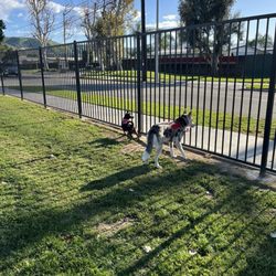 A R Animal Hospital - Mavy and Cookie at the dog park! :)