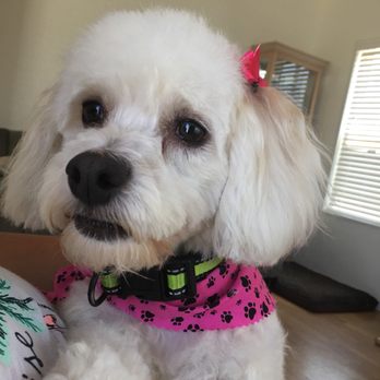 Mr Dog Mobile Grooming - Pet Groomers Near Me Mr Dog Mobile Grooming - Pet Groomers Near Me