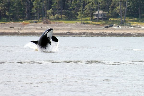 Steveston Seabreeze Adventures Vancouver by null