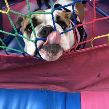 Bulldog Territory - Pet Breeders Near Me