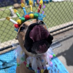 Best Friends Fur Ever - The birthday boy!