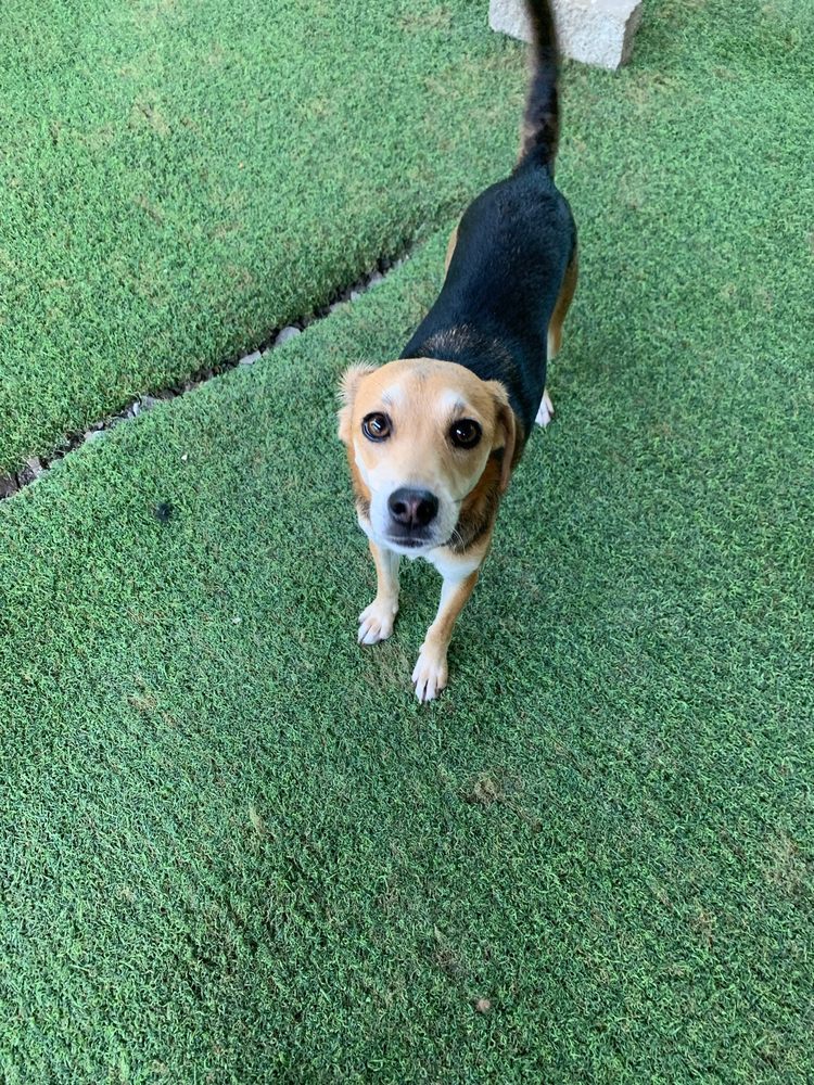 Advanced Veterinary Care - pet boarding facility in Vestavia Hills, AL